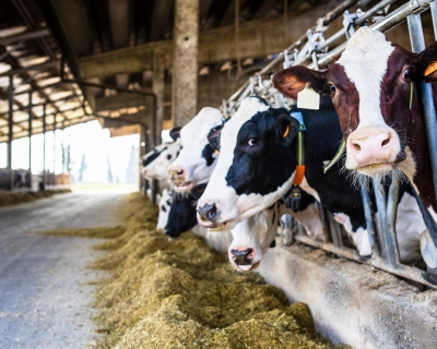 Dairy cows in a farm shed. 