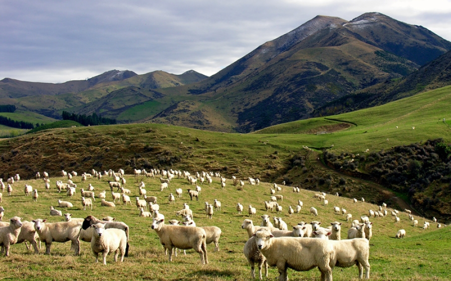 Sheep