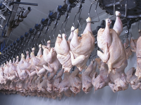 Chicken Processing