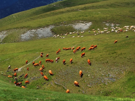 Cows in a pasture