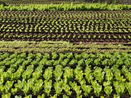 Crop diversity