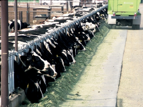 Dairy Lot