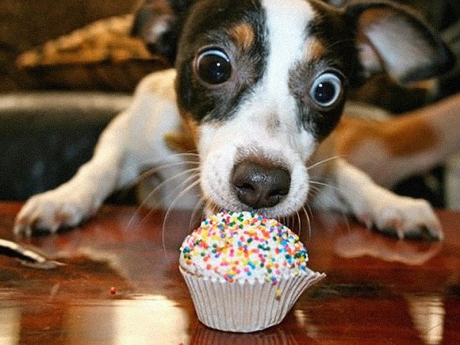 Dog eating cupcake