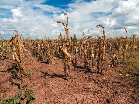 Texas cornfield in a drought