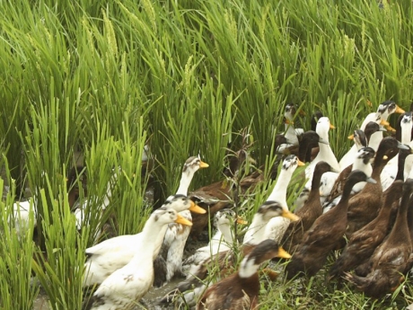 Ducks in a rice field