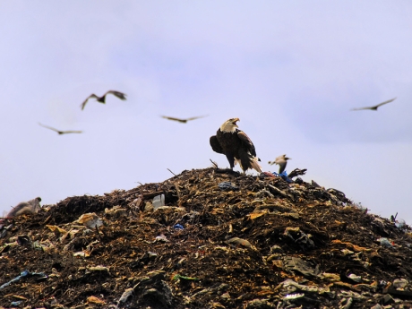 Bald eagle in a landfill