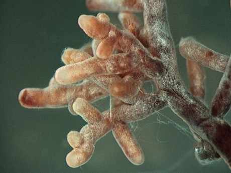 Myco Fungi