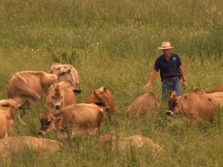 Heard of organic dairy cows