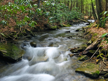 Stream