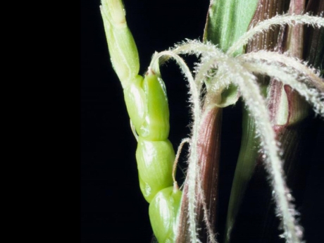 Teosinte