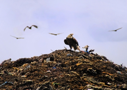 Eagle in landfill